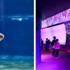 サメの種類日本一、大洗水族館で特別バックヤードツアー6/22 画像